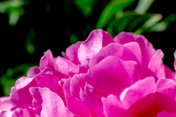 istock Pink peony flower,close-up with selective focus and dark blurred background. Single lush peony head, 1458759630