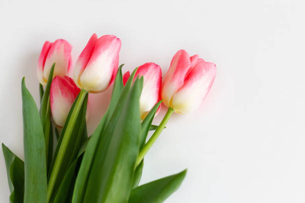 Pink tulip flowers bouquet on white background. Flat lay, top view. Selective focus. Shallow depth of field.