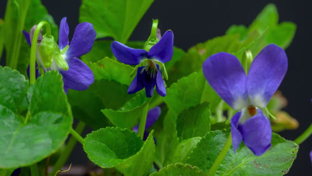 4k  timelapse of an blue Violet flower blossom bloom and grow on a black background. Blooming flower of Violaceae.