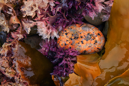 A close-up, macro perspective of colorful kelp and smooth stones on Little Hunters Beach in Acadia National Park, Maine.  Many of the rugged beaches in Acadia are filled with with beautiful colorful pebbles and boulders that that have been eroded by ocean waves into smooth and round shapes.
