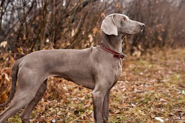 portrait of beautiful Weimaraner dog an autumn nature. Hunting dog outdoors. Loyal friend. Weimaraner purebred pet. in countryside, wildlife. animals concept