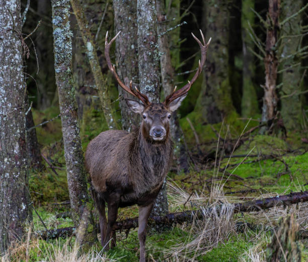istock Monarch of the Glen 1458768834