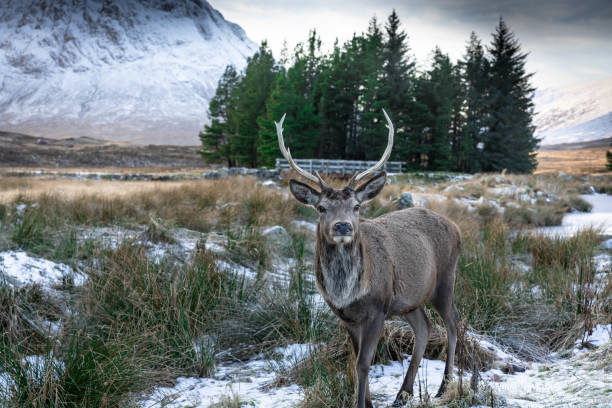 istock Monarch of the Glen 1458768878