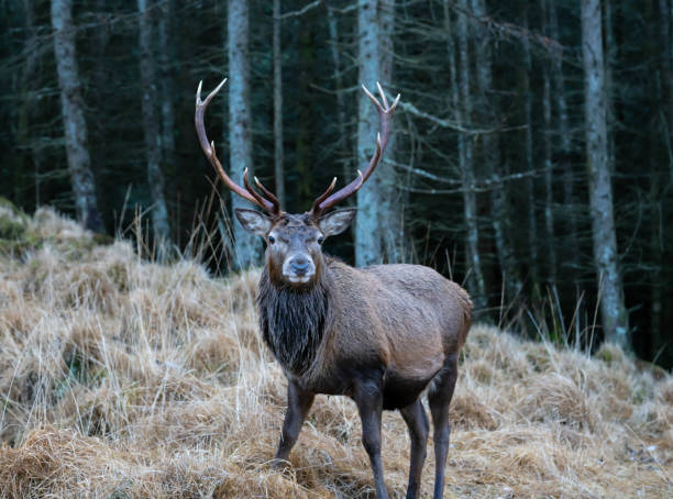 istock Monarch of the Glen 1458768926