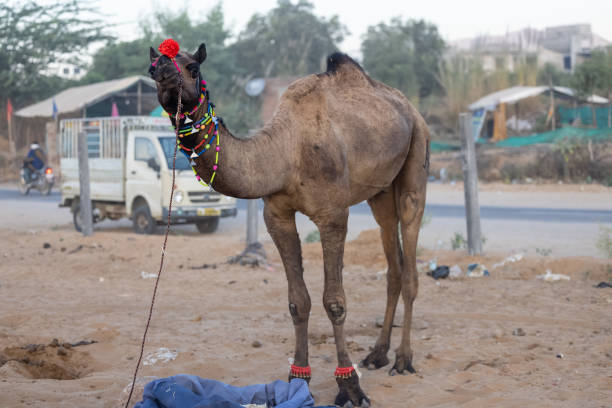 Close-up of a camel's head with a bridle, showcasing the animal's features in a natural setting.