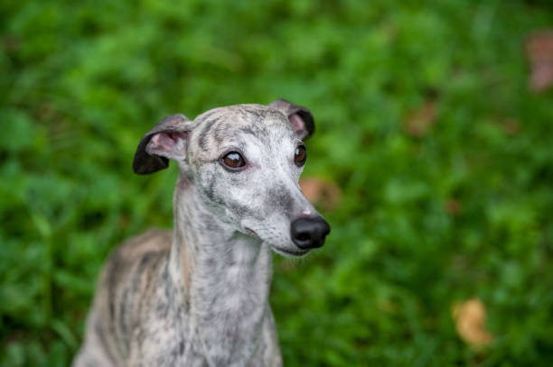 istock Whippet Dog Sitting on the Grass. Portrait. 1458770920