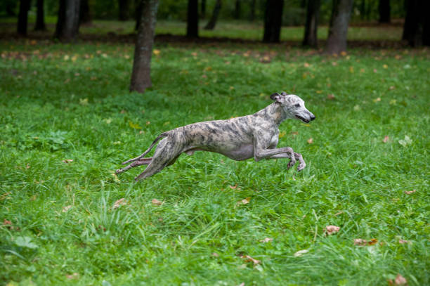 собака уиппет, бегущая по траве. - whippet стоковые фото и изображения