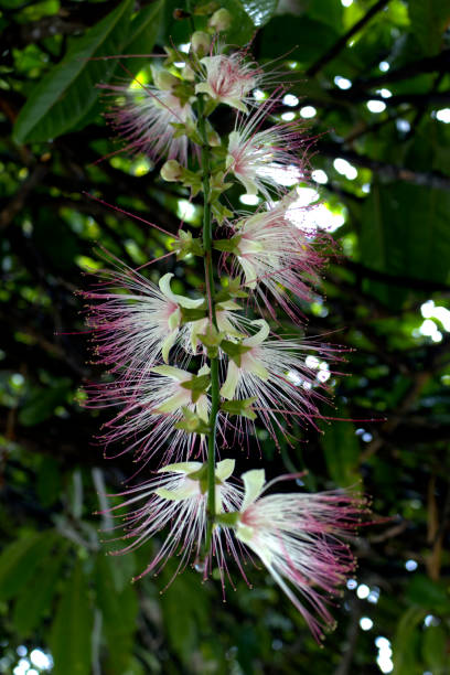 istock Barringtonia asiatica flower 1458771780