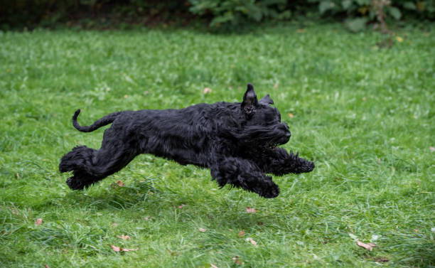 le chien de race schnauzer géant courir sur l’herbe. aussi connu sous le nom de riesenschnauzer. - giant schnauzer photos et images de collection