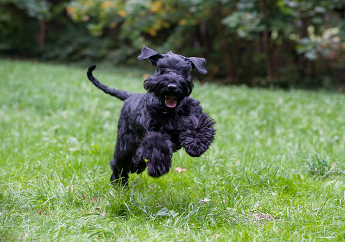 The Giant Schnauzer breed dog Running on the grass. Also known as Riesenschnauzer.