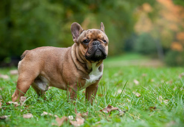 istock French Bulldog on the grass. Portrait 1458773567