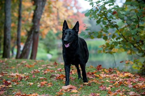 Black German Shepherd Dog on the grass. Autumn Leaves in Background
