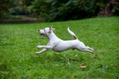 Happy Jack Russell Terrier Dog Running on the Grass