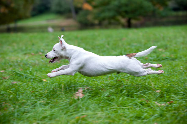 istock Happy Jack Russell Terrier Dog Running on the Grass 1458774393
