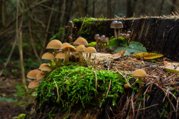 istock Mushrooms group Kuehneromyces mutabilis on a tree stump 1458775882