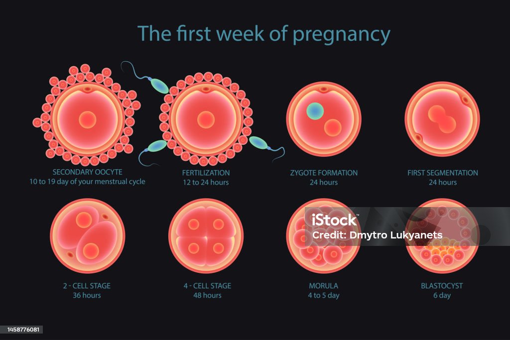 Cell Development Stock Illustration Biology Diagrams