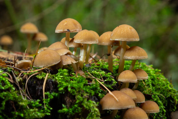 istock Mushrooms group Kuehneromyces mutabilis on a tree stump 1458776240