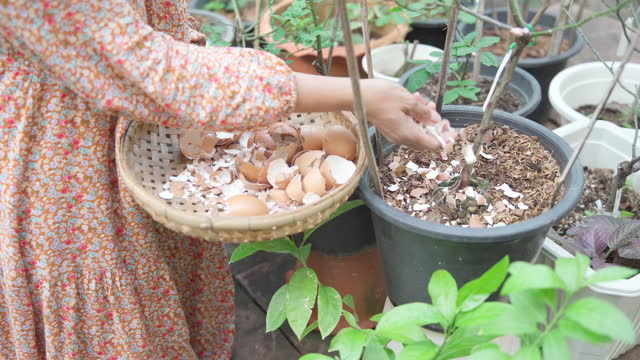 Sustainability in everyday life , Gardenner woman using eggshell to fertilizer and soil for planting tree