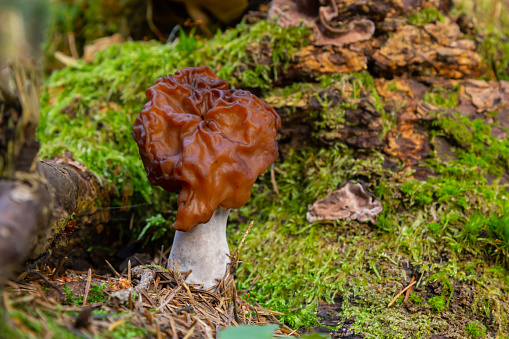 Gyromitra esculenta False morel, Calf brain, Bull nose mushroom in the forest.First spring mushrooms. Selective focus.