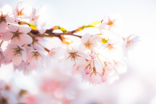 Close-up image of cherry blossom flowers on the branch of a cherry tree.