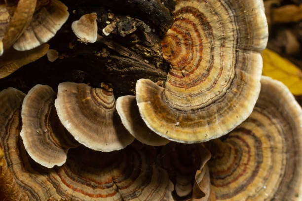istock trametes versicolor, also known as coriolus versicolor and polyporus versicolor mushroom 1458779855
