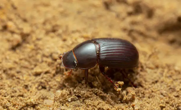 Night-flying dung beetle, Acrossus rufipes on soil, macro photo. This insect belongs to the Scarabaeidae family.