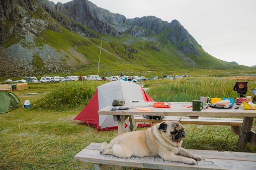 A cute pug contemplating an outdoor dinner by the mountain beach campsite during summer sunset on Lofoten, Norway