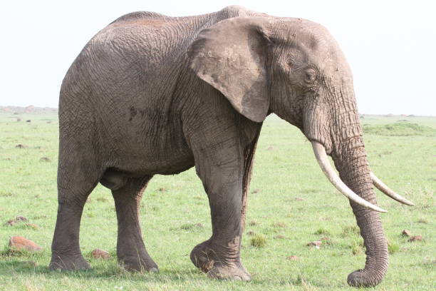 istock Single elephant walkind across green meadow with one leg raised 1458781868