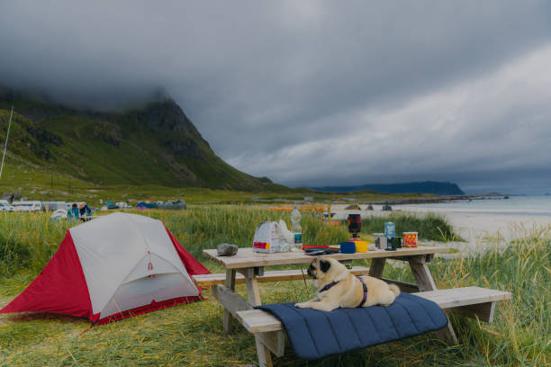 istock A dog camping on Lofoten Islands with scenic beach view 1458781893