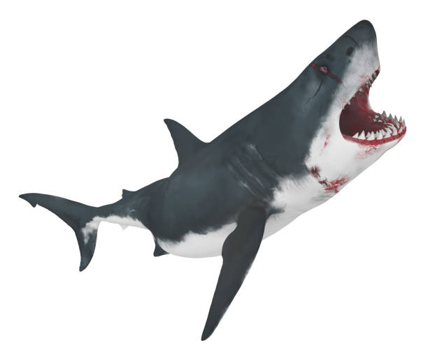 istock Great white shark isolated on white background 1458782645