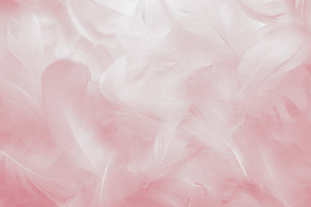 istock Soft Pink Swan Feathers Textured Background. Swan Feathers 1458782938