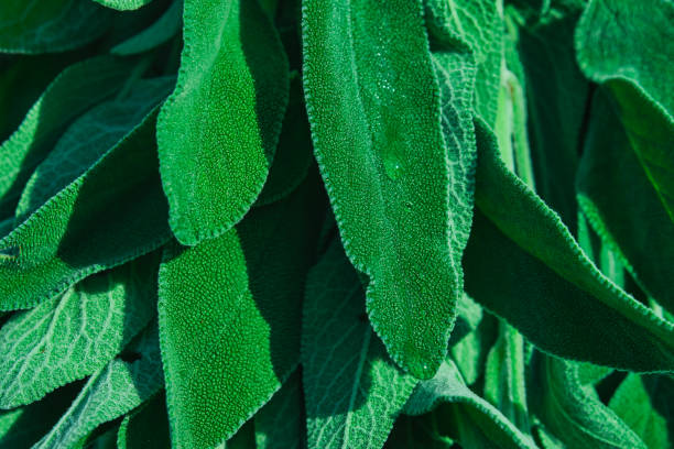 istock Sage leaves with dew drops in natural sunlight, close-up, idea for a background about useful ingredients and medicine 1458783074
