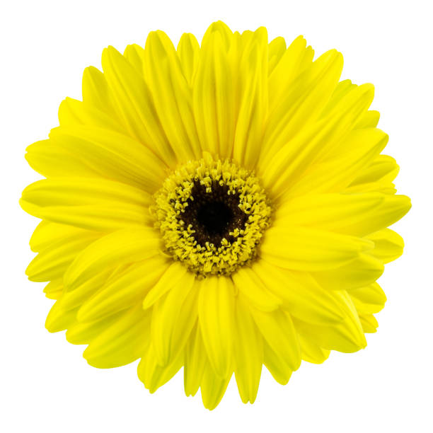 istock 1 yellow Gerbera flower isolated on white  background 1458785412