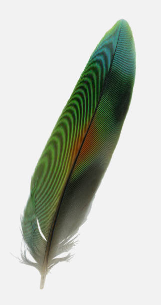 istock A tail feather of a lovebird 1458785886