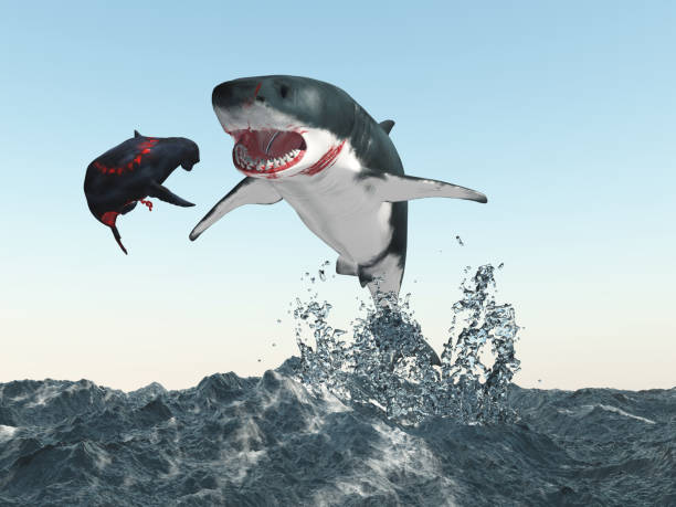 istock Great white shark and seal 1458785924