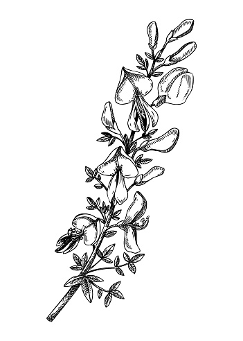 Broom blossom sketch in engraved style. Flowering branch with flowers and leaves. Black contoured lupine drawing. Botanical vector illustration of spring tree isolated on white background