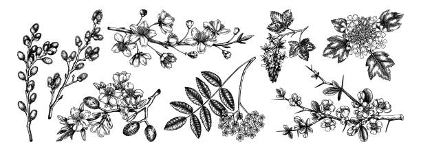 Flowering tree branch sketches set Flowering branches vintage collection. Cherry, almond, willow, rowan, currant, japanese quince, guelder rose in flowers sketches. Botanical vector illustrations of spring trees isolated on white rowanberry stock illustrations