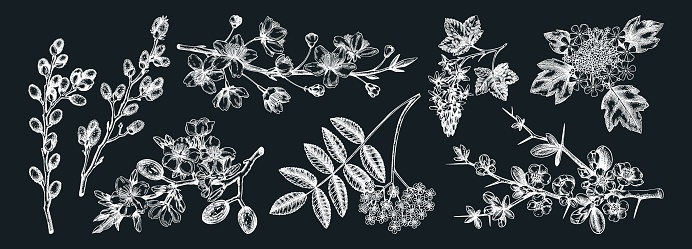 Flowering tree branch sketches set
