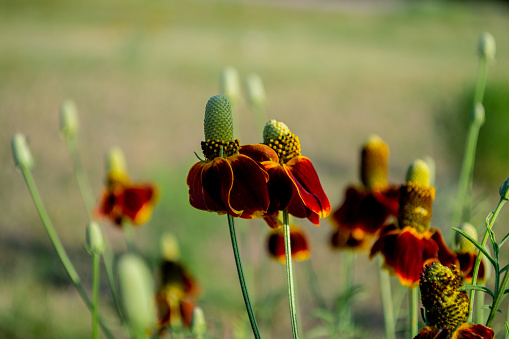 a wide view of a bundle of flowers with defocused background