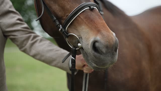 Nose of horse, hair on brown coat, close-up. Peopke holding animal by bridle.
