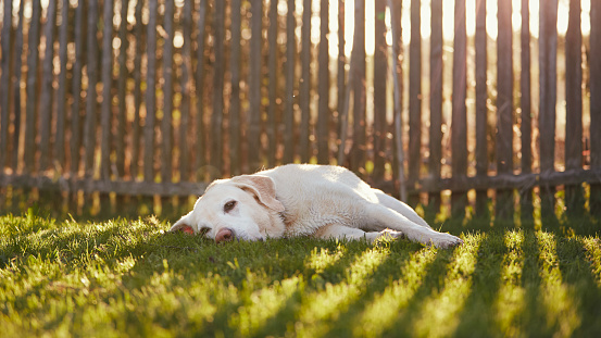Cute dog lying in grass. Labrador retriever waiting behind fence in back yard.