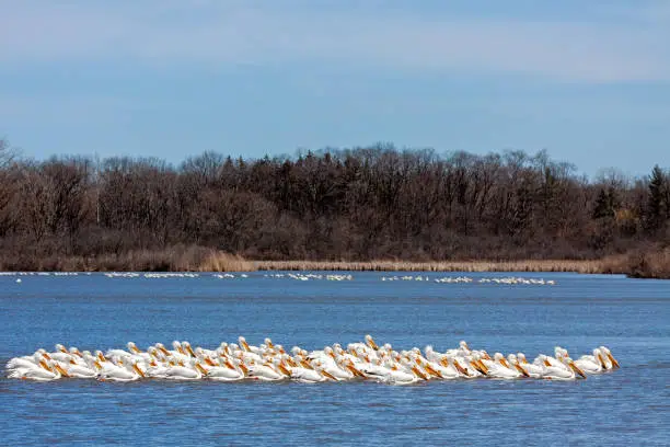 A squadron of pelicans floats across the calm waters of a deep blue lake.