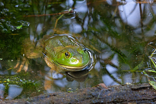 American bullfrog with wide head, stout bodies, and long, hind legs with fully-webbed hind feet in muddy water.