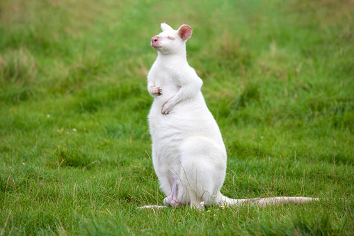 White colored albino wallaby sitting in the green grass in a zoological park, Australian kangaroo wildlife