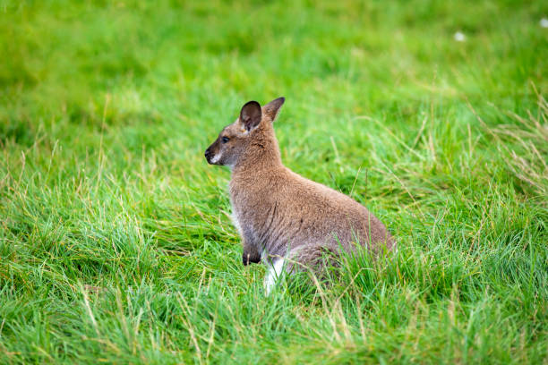 wallaby albino de color blanco sentado en la hierba verde en un parque zoológico, canguro australiano - agile wallaby fotografías e imágenes de stock