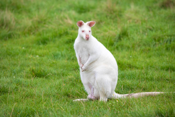 White colored albino wallaby sitting in the green grass in a zoological park, Australian kangaroo White colored albino wallaby sitting in the green grass in a zoological park, Australian kangaroo wildlife wallaroo south australia stock pictures, royalty-free photos & images