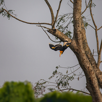Indischer Nashornvogel (Bucerotidae) (Hornbills) fliegt im Kaziranga-Nationalpark vom Baum weg, Assam, Indien, Nordostindien, Asien