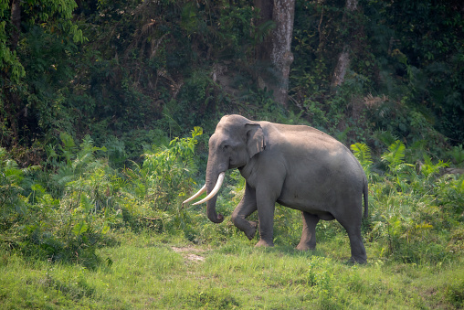 Ein Indischer Elefant (Elephas maximus indicus) (Indian elephant) wandert durch den Kaziranga-Nationalpark in Assam, Indien, Nordosten, Asien