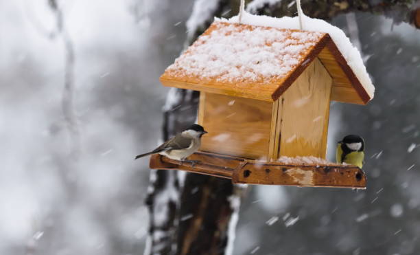 istock Feeding Wild Bird in Snowy Winter, Birdhouse 1458793555