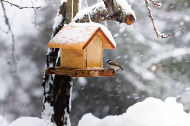 istock Feeding Wild Bird in Snowy Winter, Birdhouse 1458793561